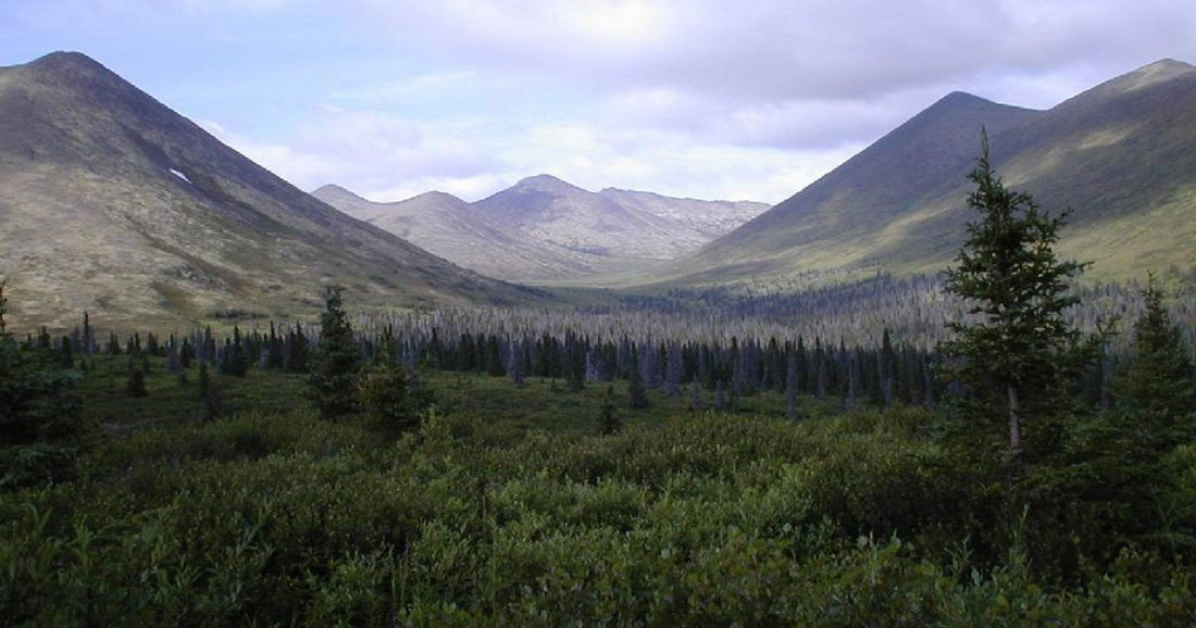 Trail Riding & Wilderness Horse Camping on the Resurrection Pass National Trail