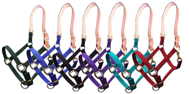 Showman Triple ply nylon halter with leather crown